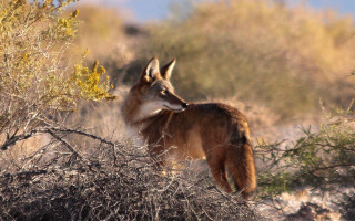 Small animal forest autumn sunset - a small animal standing free wallpaper