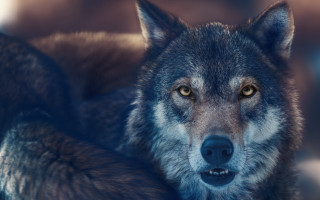 Wolf animal photography realistic 3d - caspar wolf free wallpaper for desktop