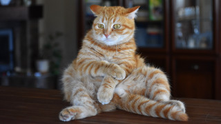 Cat glamor pose shiba inu - a portrait free wallpaper for desktop