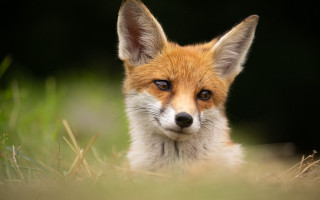 Sad fox grass looking camera - a small fox free wallpaper