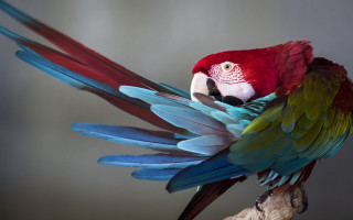 Colorful parrot spread wings wooden - its head free wallpaper