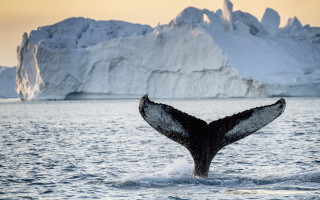 Whale tail icebergs ocean scenery - a whale tail flup free wallpaper