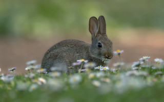 Rabbit flower field daisy bokeh - animal free wallpaper for desktop