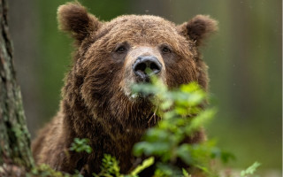 Brown bear woods green plant - a green plant free wallpaper for desktop