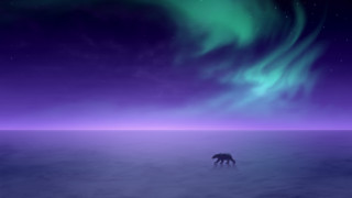 Bear purple sky aurora milky - a polar bear free wallpaper