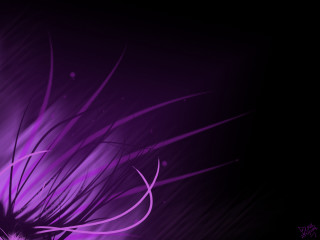 Purple flower with long petals - thin free wallpaper for desktop