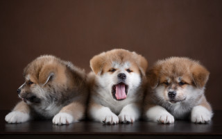Three small dogs yawning photorealistic - their mouth free wallpaper for desktop