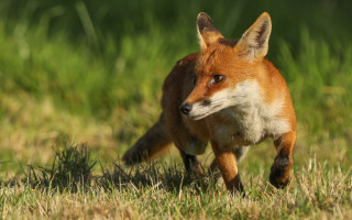 Red fox running grassy field - a grassy field free wallpaper for desktop