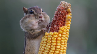 Squirrel eating corn cob paws - his paw free wallpaper