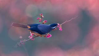 Blue bird branch pink flowers 2 - chen chun free wallpaper
