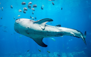 Large shark ocean fish bubble - a large shark swimming in the ocean free wallpaper