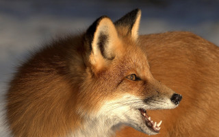 Fox open mouth missing teeth - a close up of a fox free wallpaper
