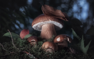 Mushrooms green field forest nature - a lush green field of grass free wallpaper for desktop