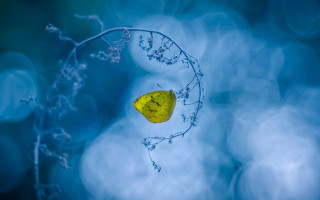 Yellow leaf blue sky moon - a yellow leaf free wallpaper