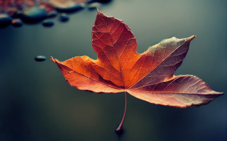Leaf water droplets umbrella autumn - a drop of water free wallpaper