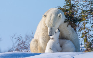 Polar bear cubs snow forest 3 - her cub free wallpaper
