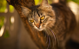Cat looking up tree branch 3 - a cat free wallpaper
