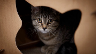 Curious black cat in cardboard - curious free wallpaper