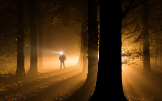 Forest night light fog star - the middle of a forest free wallpaper