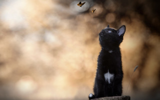 Black cat wooden stump butterfly - a sunny day free wallpaper for desktop