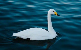 White swan water shore waves - a shore line free wallpaper for desktop
