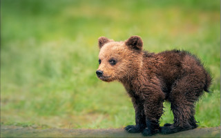 Brown bear cub grassy field - free dogs wallpaper for desktop