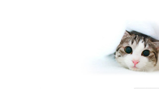 Cat peeking white wall background - a cat free wallpaper