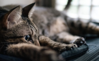 Cat laying on luggage bed - top of a piece free wallpaper