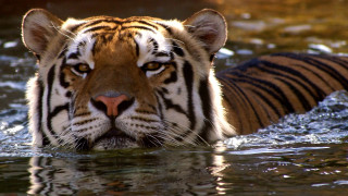 Sad tiger water looking at - a sad look free wallpaper