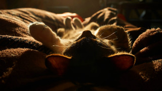 Cat laying bed blanket light - space free wallpaper for desktop