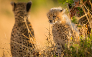 Cheetah cubs grass outdoors autumn - the grass together free wallpaper