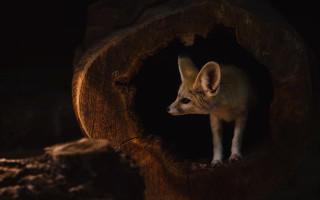 Small fox in tree stump - a small fox free wallpaper