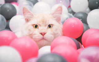 Cat peeking ball pit surprised - focus free wallpaper for desktop