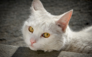 White cat yellow eyes laying - a ledge free wallpaper for desktop