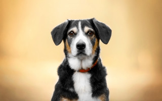 Dog red collar looking at - a red collar free wallpaper