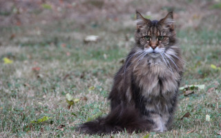 Cat grass sad eye flower - a photocopy free wallpaper