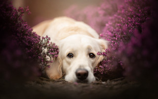 Dog flower bush pink cherry - purple flower free wallpaper for desktop