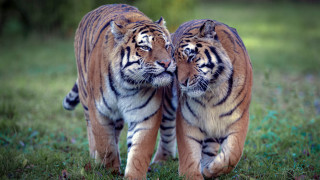 Tiger walking closed eyes jigsaw - two tiger free wallpaper