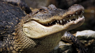 Crocodile open mouth sharp teeth - real free wallpaper