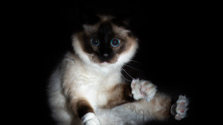 Blue eyed cat paw camera - a black surface free wallpaper for desktop