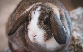 Brown white rabbit rock wall - a rock wall free wallpaper for desktop