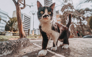 Cat street tree building clocktower - a clock tower in the background free wallpaper