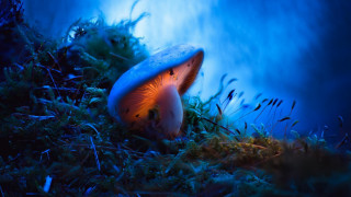Blue glowing mushroom in grass - a mushroom free wallpaper