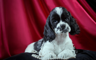 Black white dog pearl necklace - a pearl necklace free wallpaper