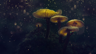 Mushrooms night rain dark magic - the dark of night free wallpaper