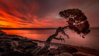 Sunset lake shore tree red - a red sky in the background free wallpaper