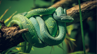 Green cobra curled branch jigsaw - a branch in a tree branch free wallpaper