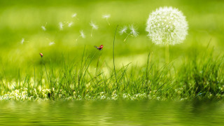 Dandelion ladybug grass water nature - a dandelion free wallpaper for desktop