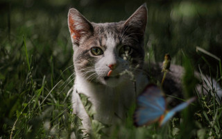 Cat butterfly grass nature focus - a butterfly free wallpaper for desktop