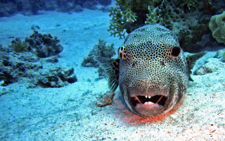 Fish open mouth sandy bottom - coral free wallpaper